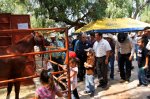 Fiestas de tepusco mayo